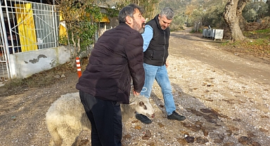 Erdek’te Kayalıklarda Mahsur Kalan Koyun Kurtarıldı!