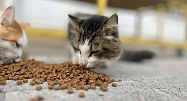 Marmara Adalar Belediyesi, Sokak Hayvanlarını Soğuk Kış Günlerinde Yalnız Bırakmadı