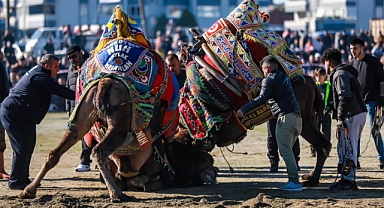 20. Burhaniye Zeytin ve Zeytinyağı Hasat Festivali'nde Deve Güreşleri Heyecanı Zirveye Ulaştı
