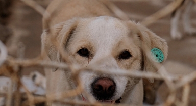 Ayvalık Belediyesi Sokak Hayvanları İçin Örnek Çalışmalarını Sürdürüyor