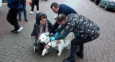 Balıkesir Büyükşehir Belediyesi’nden Sokak Hayvanlarına Ücretsiz Sağlık Hizmeti