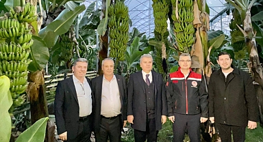 Balıkesir'de Jeotermal Destekli Muz Üretimi Sürüyor: Gönen'de Tarımda Teknoloji ve Çeşitlilik Artıyor