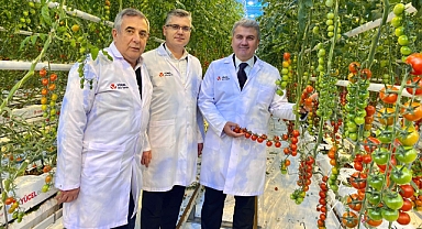 Balıkesir’de Modern Tarım Hamlesi: Bandırma'daki Cam Seralarda Tam Otomasyonlu Domates Üretimi Devam Ediyor