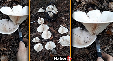 Balıkesir İvrindi'de Mantar Hasadı Başladı!