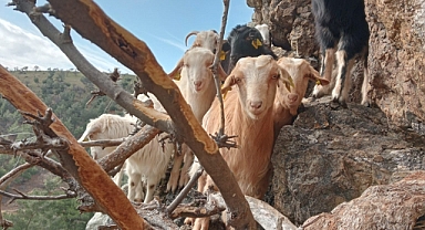 Burhaniye’de Kayalıklarda Mahsur Kalan Keçiler Kurtarıldı!