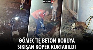 Gömeç’te Beton Boruya Sıkışan Köpek Kurtarıldı