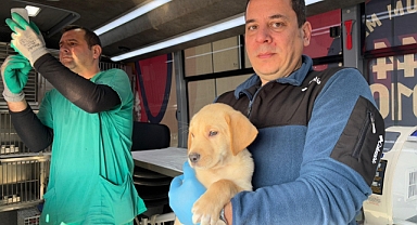 Paşa Limanı Adası'nda 182 Sokak Hayvanına Şefkat Eli