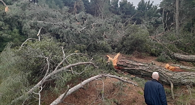 Üçpınar Çamlık Mesire Alanı Projesine Vatandaş Tepkili