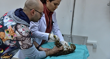 Yaralı Şahin BAÜN Veteriner Fakültesi’nde Şifa Buldu