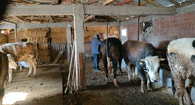 Balıkesir Tarım ve Orman İl Müdürlüğü, Hayvan Sağlığını Koruma ve Hijyen Denetimlerine Devam Ediyor