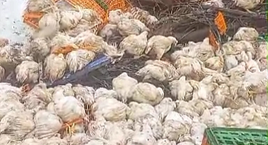 Sındırgı-Akhisar Yolu Üzerinde Tavukları Taşıyan Tır Devrildi, Çok Sayıda Tavuk Telef Oldu