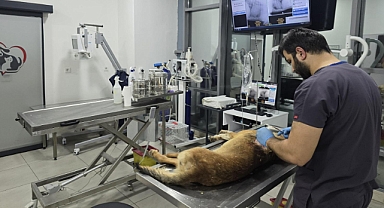 Yaralı Sokak Köpeği İçin Seferber Oldular