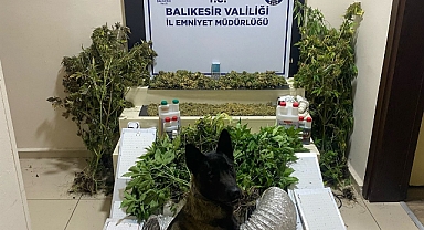 Bandırma’da Uyuşturucu Operasyonu: Esrar ve Kenevirle Birlikte Gelişmiş Yetiştirme Düzeneği Ele Geçirildi
