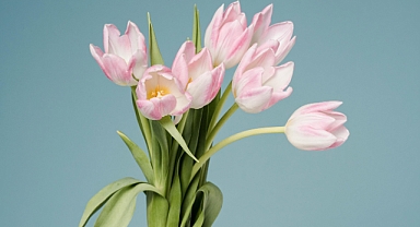 Burhaniye Belediyesi, 8 Mart Dünya Emekçi Kadınlar Günü’nü 3 Gün Sürecek Etkinliklerle Kutlayacak