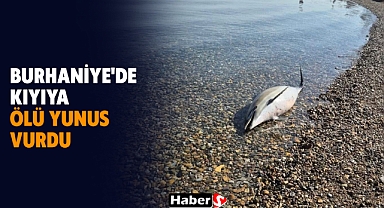 Burhaniye'de Kıyıya Ölü Yunus Vurdu