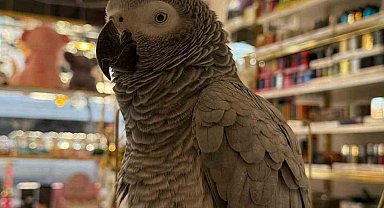 Büyükçekmece'de ilginç hırsızlık kamerada: Papağını çalıp, kayıplara karıştı