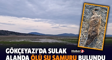 Gökçeyazı'da Sulak Alanda Ölü Su Samuru Bulundu