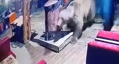 İşletmeyi ayı bastı...O anlar kamerada