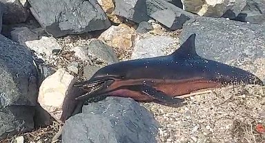 Karaburun sahiline ölü yunus vurdu