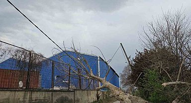 Lodos ağaçları devirdi