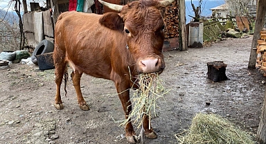 Muş'ta kaçan inek çarşı merkezini birbirine kattı