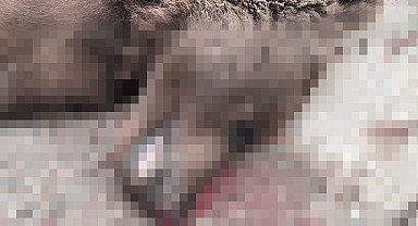 Otomobilin çarptığı bozayı telef oldu