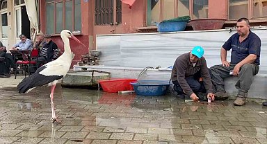 Yaren, diğer leylekleri de alıştırdı