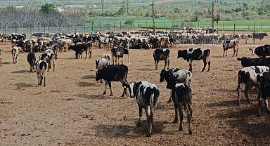 Altıeylül İlçe Tarım ve Orman Müdürlüğü, Millileştirme Uygulamaları Kapsamında Büyükbaş Hayvanlardan Kan Alım Çalışması Gerçekleştirdi
