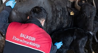 Ayvalık’ta Hayvan Hastalıklarıyla Mücadele: Brucella Aşısı Yaygınlaştırılıyor