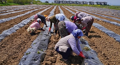 Ayvalık’ta Kadın Emeğiyle Büyüyen Bir Başarı Hikâyesi: Çilekten Reçele Uzanan Üretim Yolculuğu
