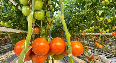 Balıkesir Bandırma’da Üretilen Domatesler Dünyaya Açılıyor