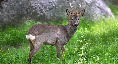Balıkesir’de Gülümseten Ziyaret: Karaca Böyle Görüntülendi