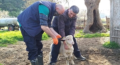 Balıkesir’de Hayvan Sağlığı İçin Aşılama ve Küpeleme Çalışmaları Devam Ediyor
