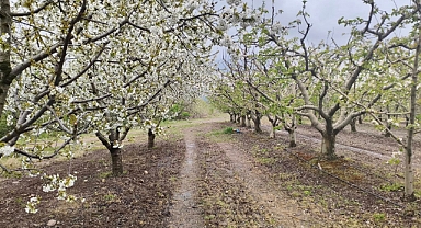 Balıkesir’de Zirai Donun Etkileri Yerinde İncelendi