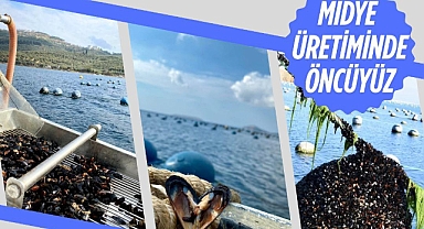 Balıkesir, Midye Üretiminde Türkiye’de Lider Konumda