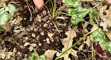 Balıkesir, Türkiye’deki Tüm İlleri Geride Bıraktı