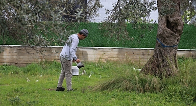 Edremit Belediyesi Zeytinliklerinde Verimlilik İçin Gübreleme Çalışmaları Başladı