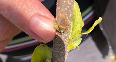 Gönen İlçesinde Doğal Afet Kaynaklı Tarım Hasarı Tespiti
