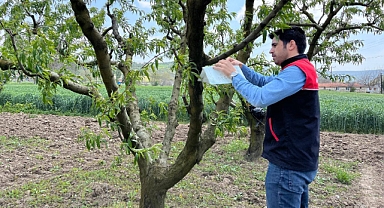 Kepsut İlçe Tarım ve Orman Müdürlüğü, Akdeniz Meyve Sineği ile Mücadele İçin Tuzakları Güncelledi