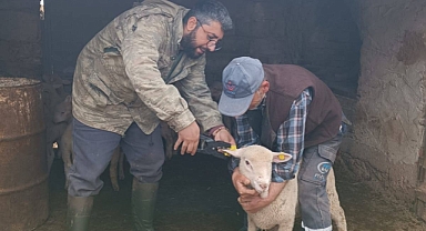 Kepsut İlçe Tarım ve Orman Müdürlüğü, Hayvan Sağlığı İçin Önemli Aşılamaları Gerçekleştiriyor