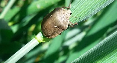 Kepsut İlçe Tarım ve Orman Müdürlüğü, Hububat Alanlarında Zararlı Kontrollerine Devam Ediyor