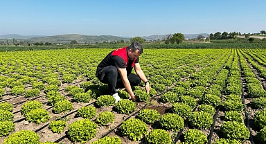 Kepsut’ta 2025 Hasat Öncesi Pestisit Denetimi ve Bahçe Kontrolleri Başladı