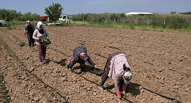 Ayvalık’ta Kadın Eliyle Tarımdan Sofraya Doğal Üretim Gerçekleşiyor