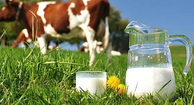 Balıkesir’de Süt Üreticisine 169 Milyon TL Destek Ödemesi