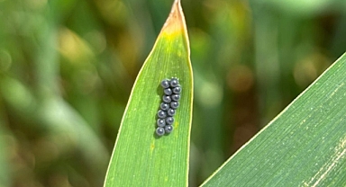 Balıkesir’de Tarımsal Üretime Yakın Takip: Hastalık ve Zararlılara Karşı Survey Çalışmaları Sürüyor