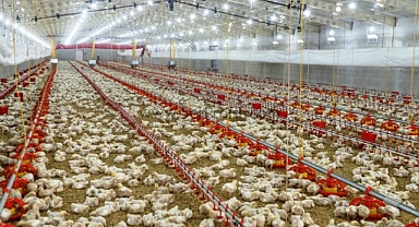 Balıkesir Kanatlı Hayvancılıkta Türkiye İkincisi Oldu