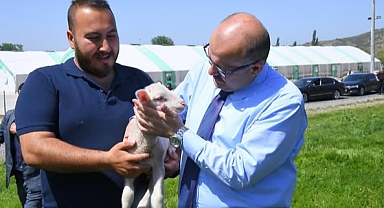 Balıkesir Kuzusu Damızlık Üretim Çiftliği Vali İsmail Ustaoğlu Tarafından İncelendi