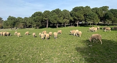 BAÜN’den Kurbanlık Satışı: Doğal Ortamda Beslenen Sağlıklı Toklular Alıcılarını Bekliyor