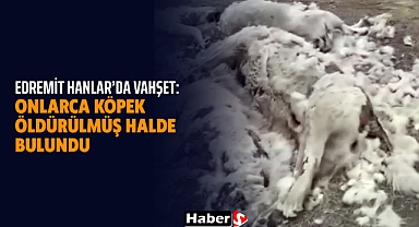 Edremit Hanlar’da Vahşet: Onlarca Köpek Öldürülmüş Halde Bulundu