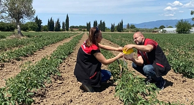 Edremit’te Tarım ve Orman Müdürlüğü’nden Çevreci Tarım Uygulaması: Feromonlu Tuzaklarla Zararlılarla Mücadele